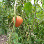 tomato ripening on the vine